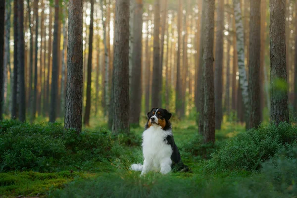 Hond in een bos. Australische Herder in de natuur. Landschap met huisdier. — Stockfoto