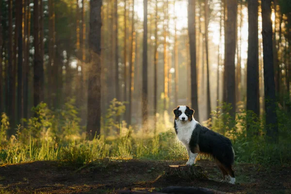 在森林里的狗。澳大利亚牧羊人的本性。带宠物的风景. — 图库照片