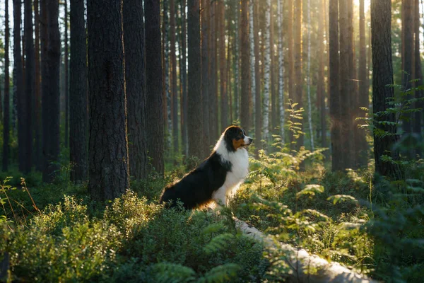 Kutya az erdőben. Ausztrál pásztor a természetben. Tájkép háziállattal. — Stock Fotó