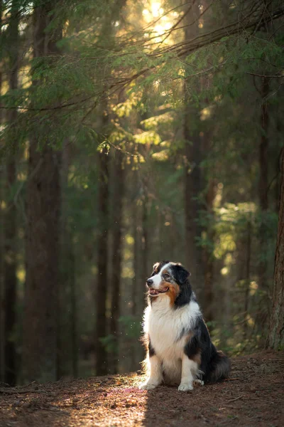 Hund in der Natur. Schöner Wald, Licht, Sonnenuntergang. Australian Shepherd im Hintergrund einer wunderschönen Landschaft. — Stockfoto