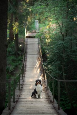 Doğadaki köpek. Güzel orman, ışık, gün batımı. Güzel bir manzaranın arka planında Avustralya çoban köpeği.