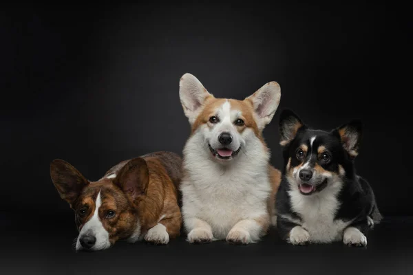 three dogs on on black background. Different colors of welsh corgi pembroke and cardigan together.