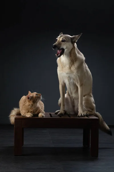 Chien et chat ensemble sur fond noir — Photo