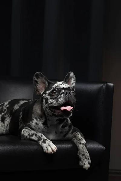Francia bulldog a belsejében. Ritka márványszínű kiskutya. Kisállat az irodában egy széken — Stock Fotó