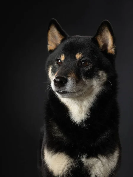 黒い背景をした黒い犬。スタジオにおける芝犬の肖像 — ストック写真