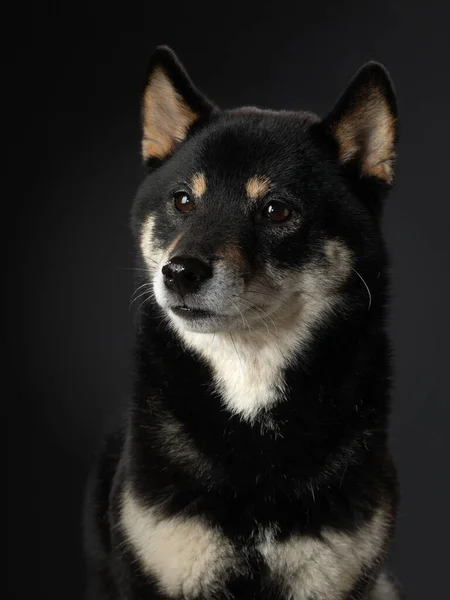 Perro negro sobre un fondo negro. Retrato de Shiba Inu en el estudio — Foto de Stock