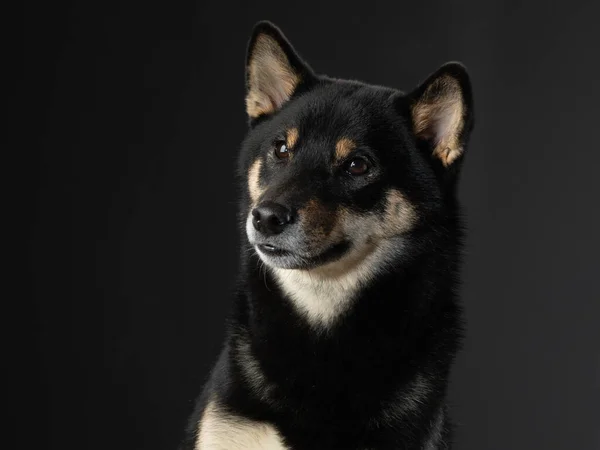 Black dog on a black background. Portrait of Shiba Inu in the studio — Stock Photo, Image