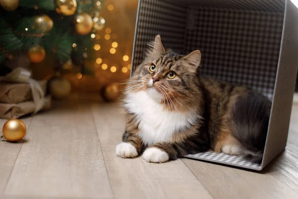 Kerstkat bij de haard thuis. Schattig gestreept huisdier op vakantie — Stockfoto