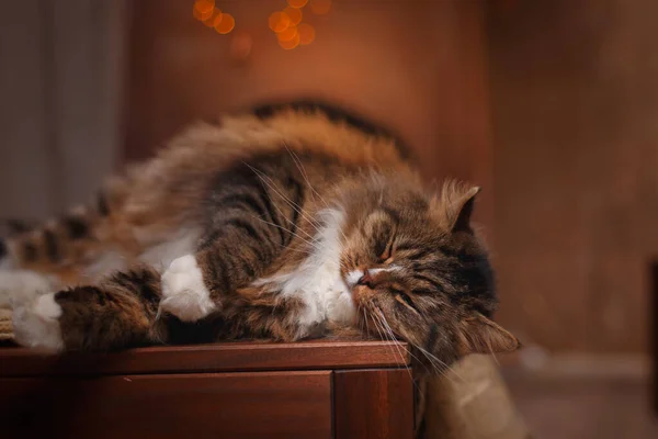 Рождественская кошка у камина дома. Милый полосатый питомец на отдыхе — стоковое фото