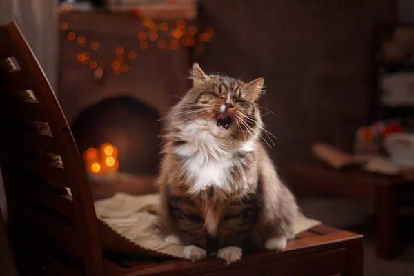 Рождественская кошка у камина дома. Милый полосатый питомец на отдыхе — стоковое фото