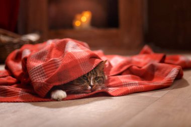 Evde şöminenin yanında Noel kedisi var. Tatildeki şirin çizgili hayvan.