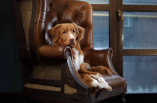 Kutya a padlás belsejében. Új-Skócia Duck Tolling retriever — Stock Fotó