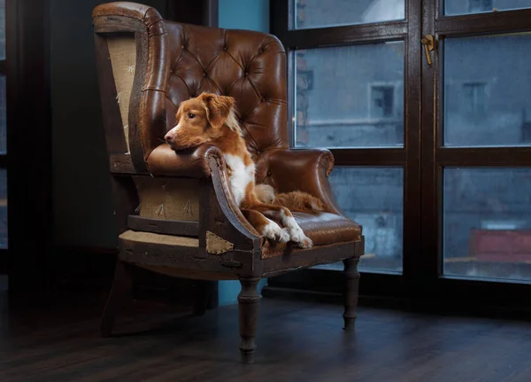 Dog in the interior of the loft. Nova Scotia Duck Tolling Retriever — Stock Photo, Image