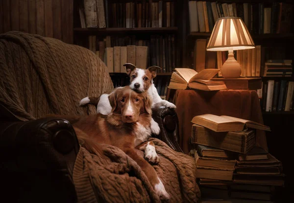 Dos perros yacen en una silla en la biblioteca. Nova Scotia Duck Tolling Retriever y Jack Russell Terrier juntos —  Fotos de Stock