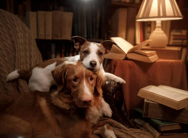 Two dogs lie in a chair in the library. Nova Scotia Duck Tolling Retriever and Jack Russell Terrier together — Stock Photo, Image