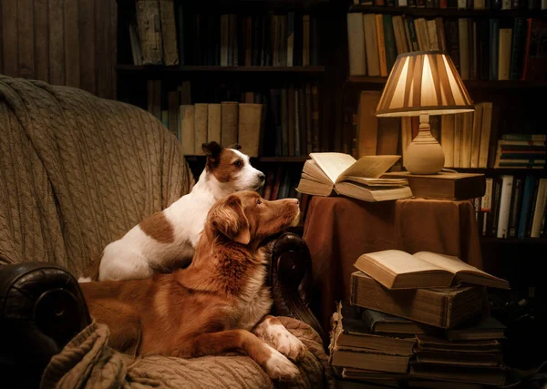 Two dogs lie in a chair in the library. Nova Scotia Duck Tolling Retriever and Jack Russell Terrier together — Foto Stock