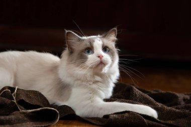 Kedi içeride. İki Renkli Bez Bebek Kedisi