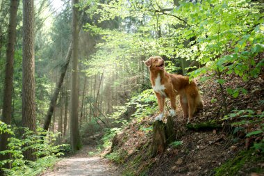 Nehrin kıyısındaki taşın üstünde bir köpek. Doğadaki Nova Scotia Duck Tolling Retriever. Geniş açı, doğadaki hayvan.