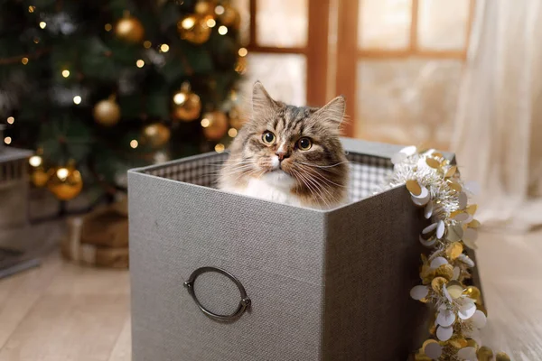 自宅の暖炉のそばでクリスマス猫。休日のかわいいストライプペット — ストック写真