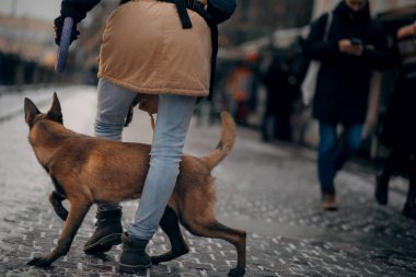 Bir adam köpekle antrenman yapıyor. İtaatkar Belçika çoban köpeği şehirde