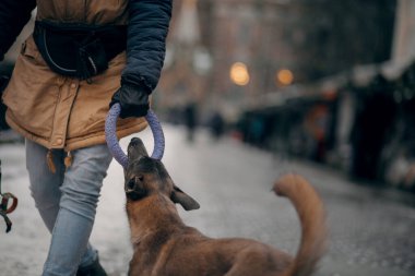 Bir adam köpekle antrenman yapıyor. İtaatkar Belçika çoban köpeği şehirde