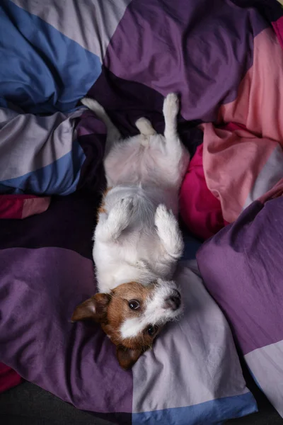Hond in bed op gekleurd beddengoed. Het huisdier ontspant, rust uit. — Stockfoto