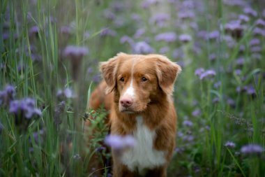 Leylak çiçekli bir köpeğin portresi. Doğada evcil hayvan. Nova Scotia Duck Tolling Retriever 