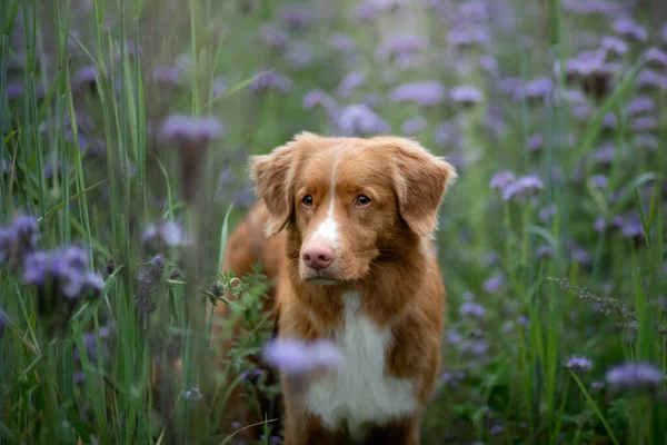 Porträt eines Hundes in fliederfarbenen Blumen. Haustier in der Natur. Nova Scotia Duck Tolling Retriever — Stockfoto