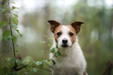 Köpek ormanda yosunların üzerinde yatıyor. Jack Russell Terrier doğada