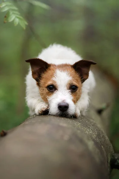 Hond ligt op mos in het bos. Jack Russell Terrier in de natuur — Stockfoto