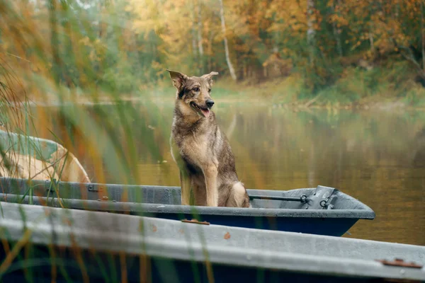 dog in a boat in autumn. Mix dog in nature