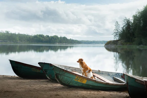 Two dogs in a boat in autumn. Nova Scotia Retriever and Jack Russell Terrier in nature — Stockfoto