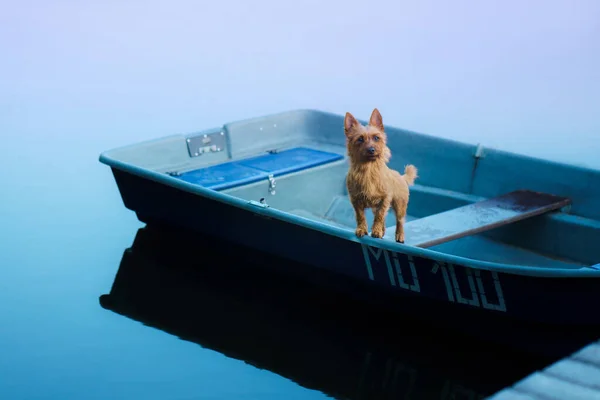 狗在船上。大自然中活跃的澳大利亚湿猎犬 — 图库照片