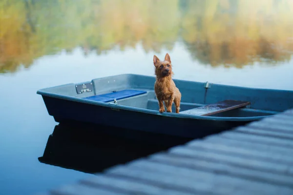 Hond in de boot. Actieve natte Australische terriër in de natuur — Stockfoto