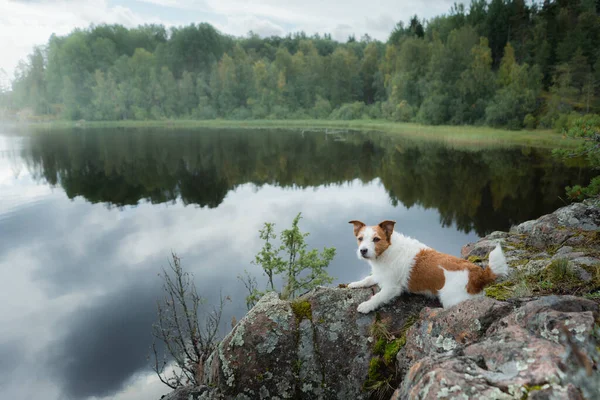 Pes na kameni na pozadí jezera. Statečný malý Jack Russell teriér — Stock fotografie