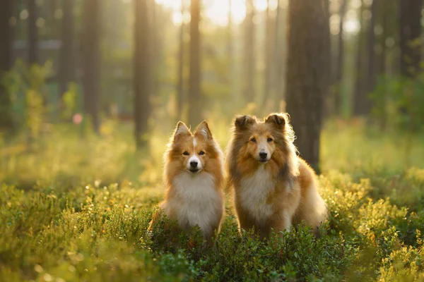 two dogs in the forest. Pet on the nature.
