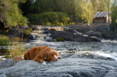  Göldeki köpek. Nova Scotia Ördek Tolling Retriever Sabah açık havada