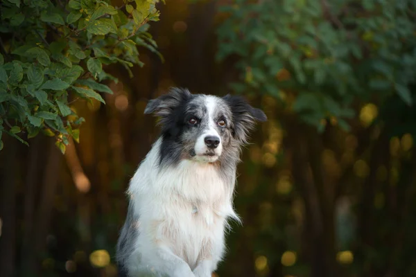 Cão feliz. Collie fronteira obediente no parque — Fotografia de Stock