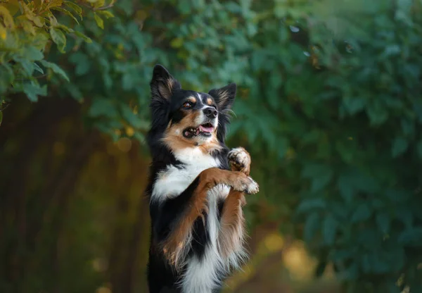 Perro feliz. Obediente collie fronterizo en el parque — Foto de Stock