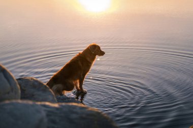  Göldeki köpek. Nova Scotia Ördek Tolling Retriever Sabah açık havada