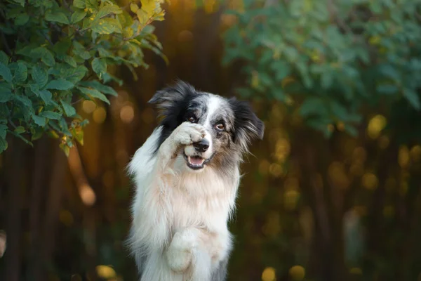 Šťastný pes. Poslušný hraniční kolie v parku — Stock fotografie