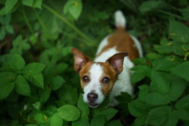 Eğreltiotundaki köpek. Jack Russell Terrier yaprakların arkasında saklanıyor.