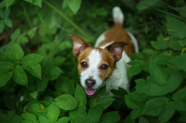 Eğreltiotundaki köpek. Jack Russell Terrier yaprakların arkasında saklanıyor.
