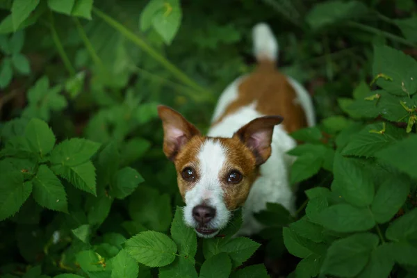 Hund i ormbunken. Jack Russell terrier gömmer sig bakom bladen — Stockfoto