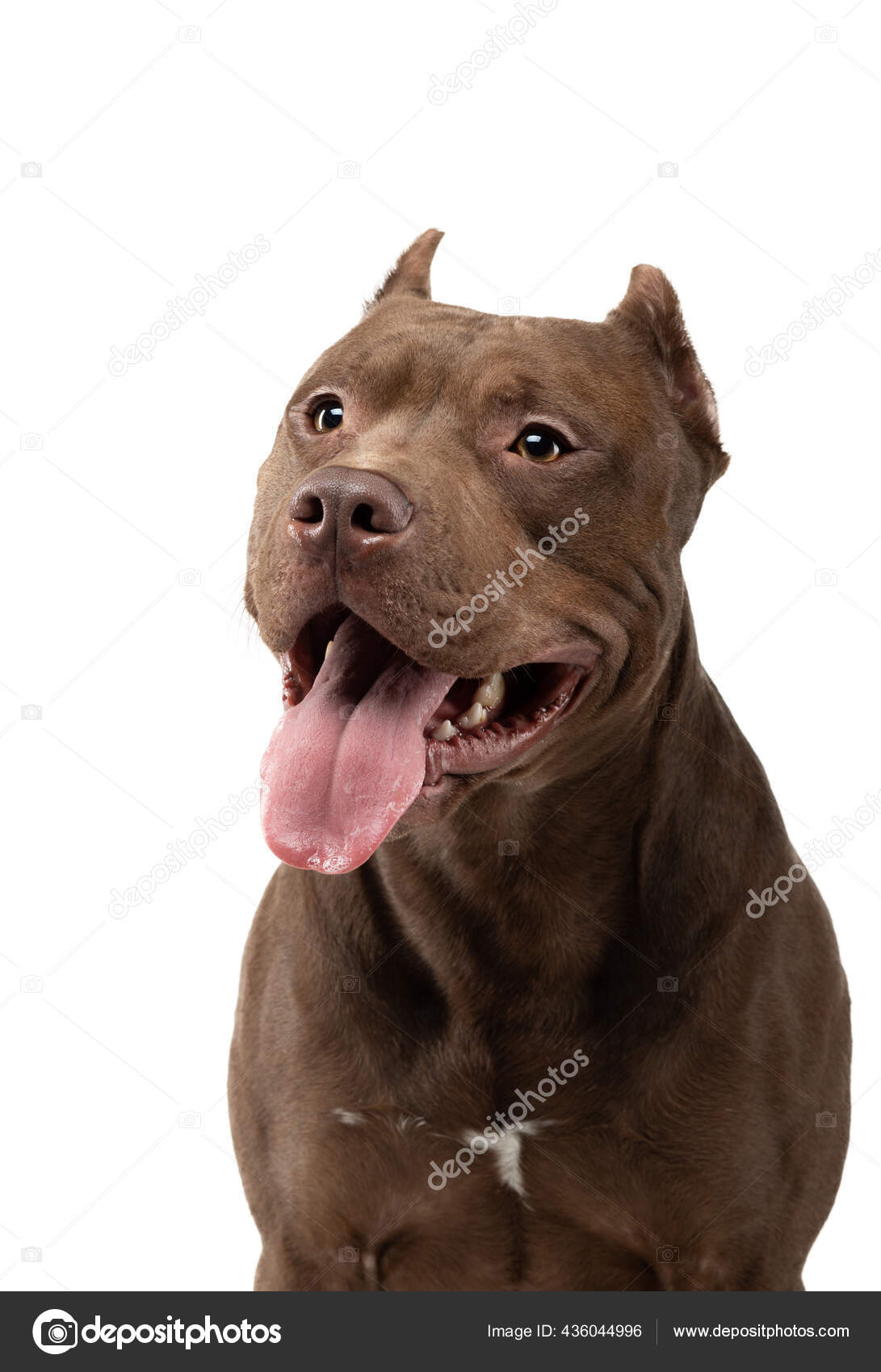 Dog on a white Chocolate Pit Bull Terrier — Stock
