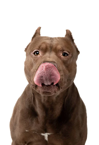 Cão em um fundo branco. Chocolate Poço Bull Terrier — Fotografia de Stock