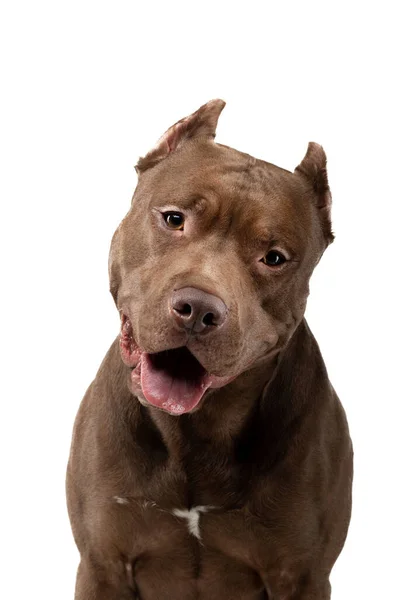 Chien sur fond blanc. Chocolate Pit Bull Terrier — Photo