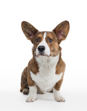 Beyaz arka planda ağzı açık bir köpek eti corgi pembroke. 