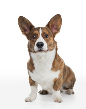 Beyaz arka planda ağzı açık bir köpek eti corgi pembroke. 