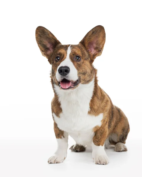 Hond welsh corgi pembroke met open mond op een witte achtergrond. — Stockfoto